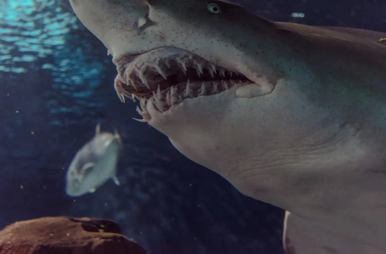 Pronađeni fosili prahistorijske ajkule od osam metara u Australiji