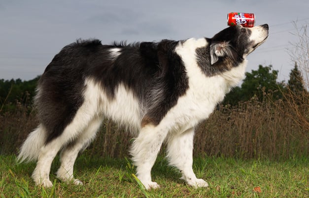 Kako je Pas Sweet Pea postao svjetski prvak u balansiranju limenki?