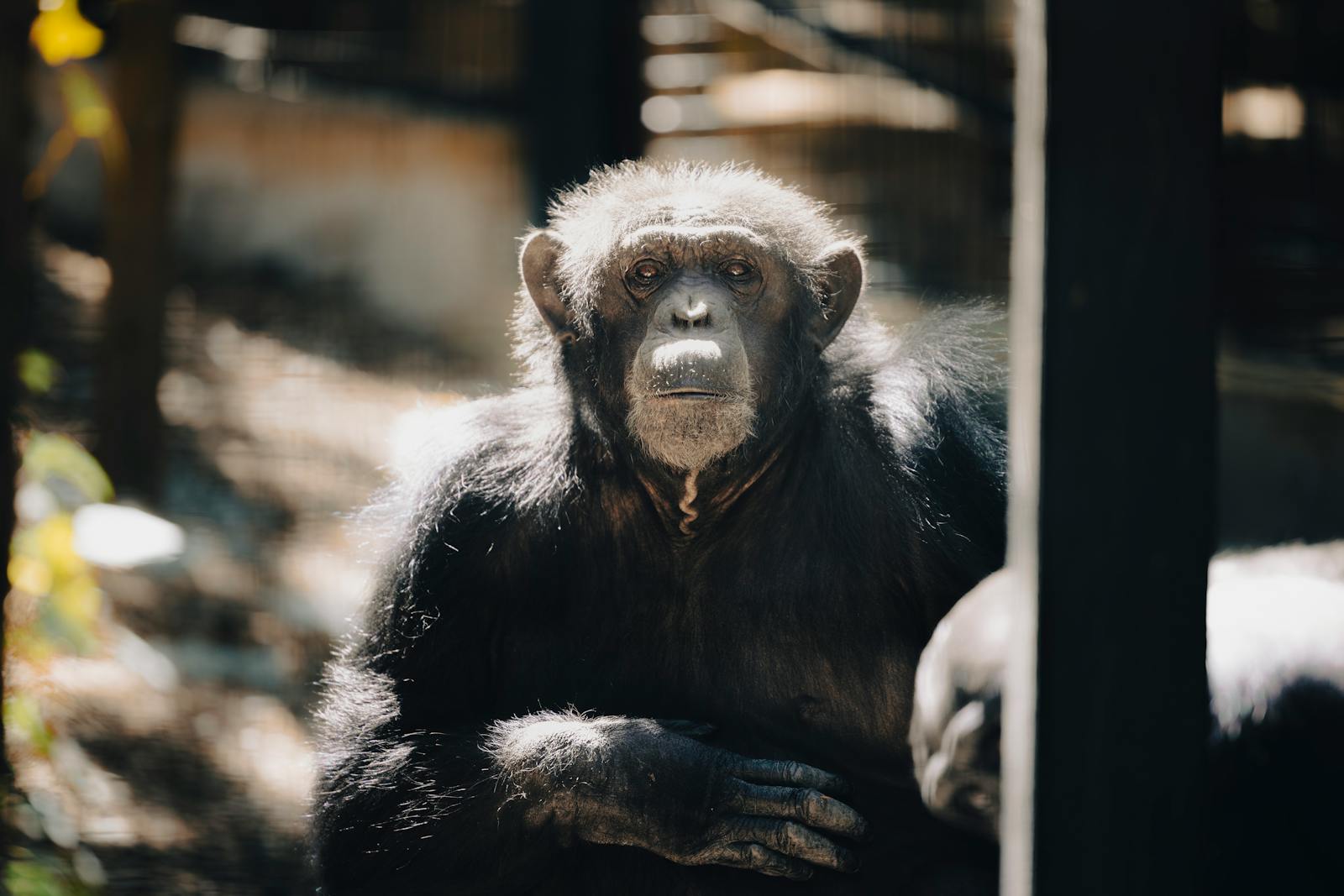 Kako je Washoe, čimpanza, promijenila naše razumijevanje jezika?