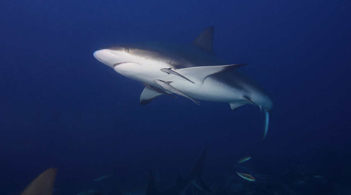 Kako je morski pas bik postao ‘opasnost broj 1’ za kupače? Krvavi susreti u plićaku