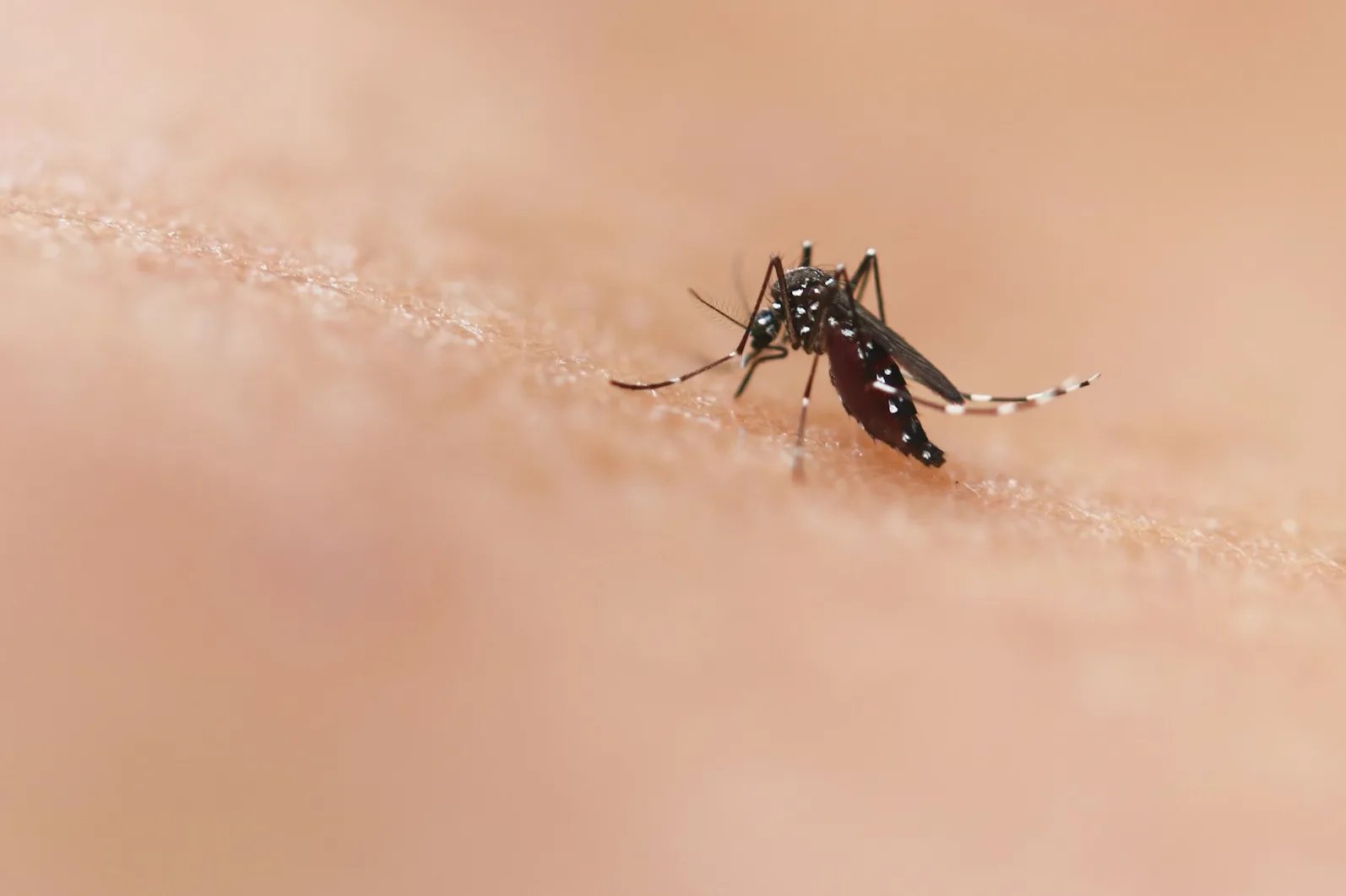 Klimatske promjene otvaraju vrata Evropi: Čikungunja groznica se širi, a komarci su glavni krivci