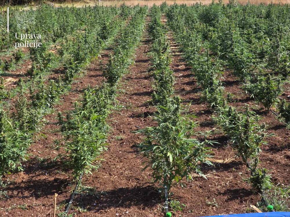 Zaplijenjena marihuana u Crnoj Gori vrijedna deset miliona eura
