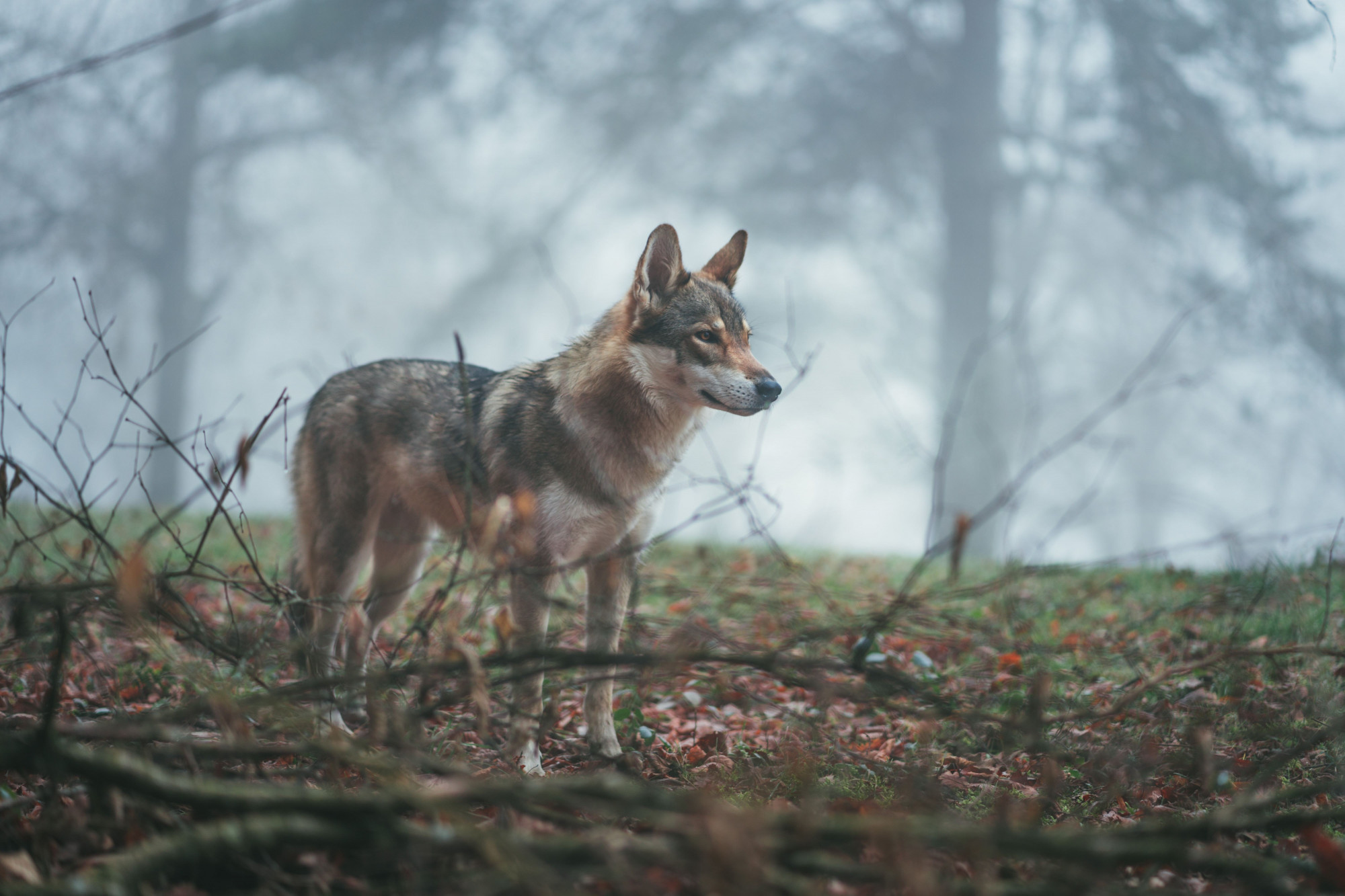 Vukovi: Tajanstveni i impresivni predatori