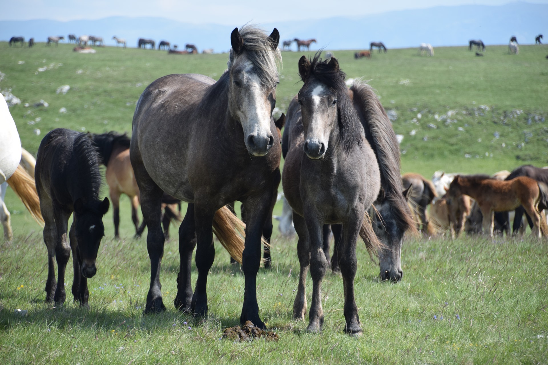 Foto: Llivno Wild Horses