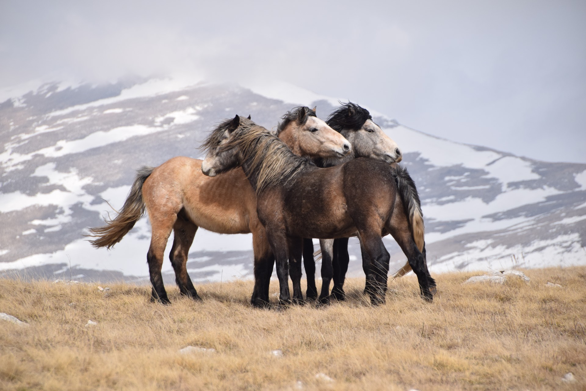BBC o prirodnom fenomenu u BiH: Zemlja u kojoj konji slobodno šetaju BBC o prirodnom fenomenu u BiH: Zemlja u kojoj konji slobodno šetaju