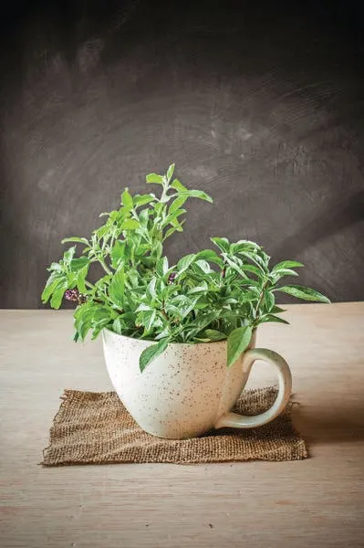 Foto: Tulsi (sveti bosiljak)