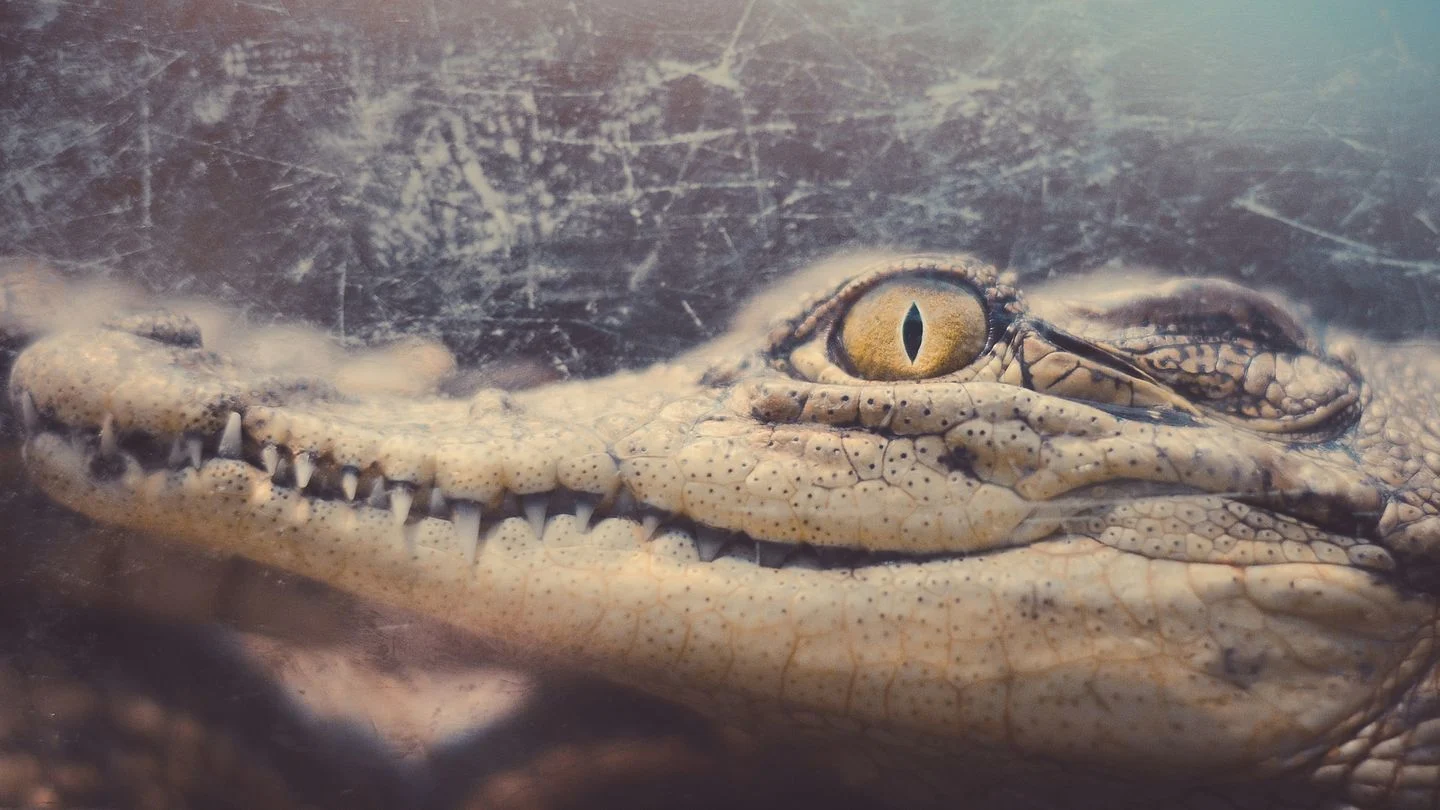 Nevjerovatno otkriće: Naučnici otvorili 3.000 godina starog krokodila i ostali zapanjeni sadržajem