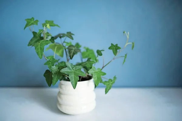 Foto: Engleski bršljan (English ivy)