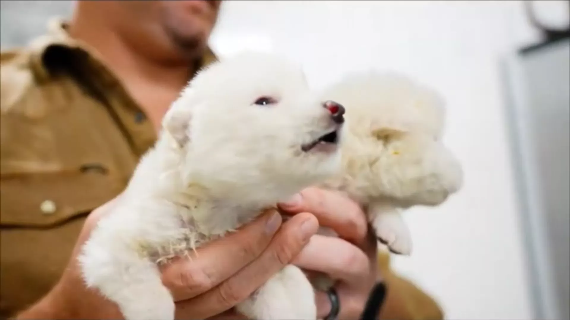Strašni vuk “vraćen”, ali ne u potpunosti