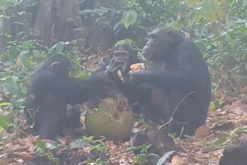 Neočekivana gozba: Šimpanze snimljene kako dijele alkoholno voće