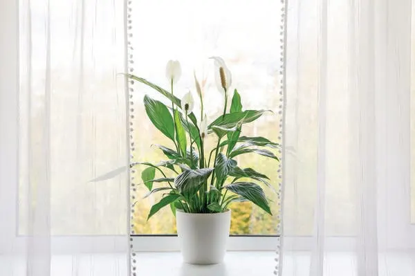 6 sobnih biljaka koje čiste zrak dok spavate 6 sobnih biljaka koje čiste zrak dok spavate