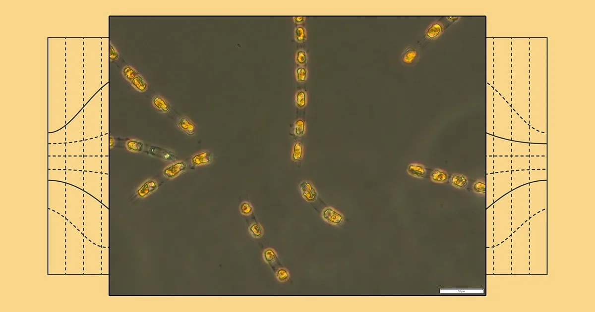 Naučnici oživjeli organizam star preko 7000 godina sa dna Baltičkog mora