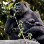 David Attenborough otkriva: “Priča o gorili” donosi historijski uspjeh u očuvanju prirode, populacija porasla sa 250 na 600