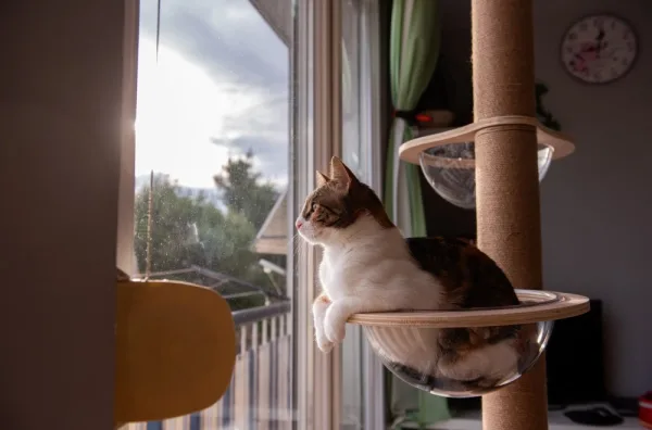 Mačka kažnjena: Vlasnica mora platiti kaznu od 1.250 eura zbog mačjeg odlaska kod komšije