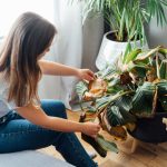 Proljetna njega biljaka u saksijama: Ključna greška koja usporava rast i kako je ispraviti