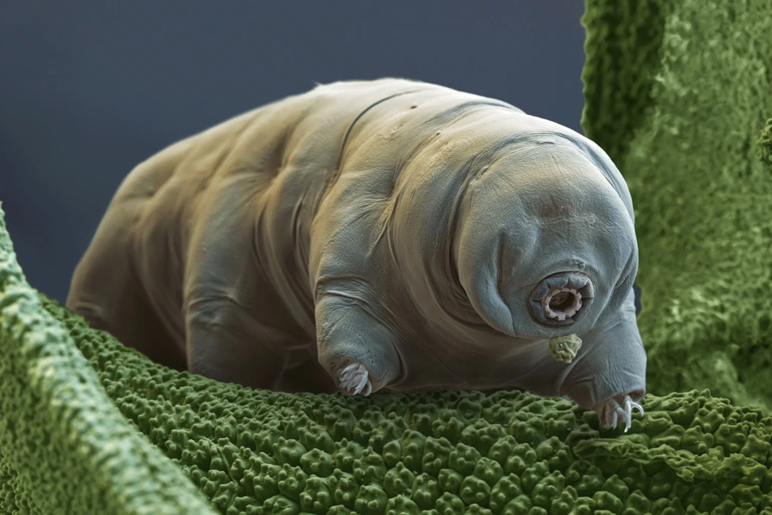 Dugoživci – Najotpornija bića na planeti Zemlji