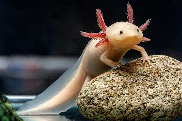 Kako je Axolotl prevario evoluciju? Vječni mladić meksičkih jezera