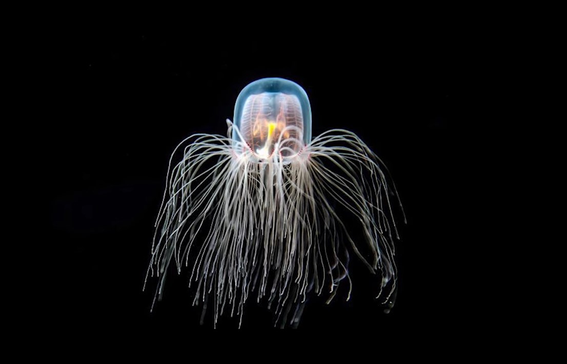 Tajna besmrtnosti: Fenomen ‘Turritopsis dohrnii’ besmrtne meduze