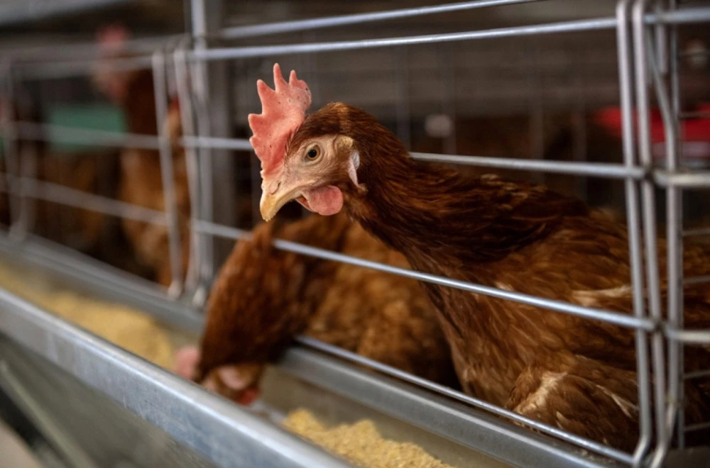 Španija uvela hitnu zabranu uzgoja pernate živine zbog ptičjeg gripa