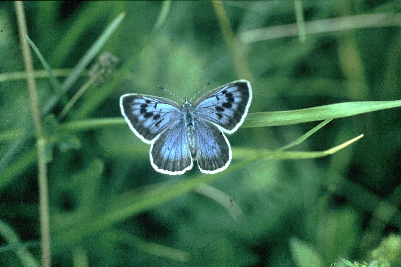 Kako ličinke leptira prevarom postaju vladari mravinjaka