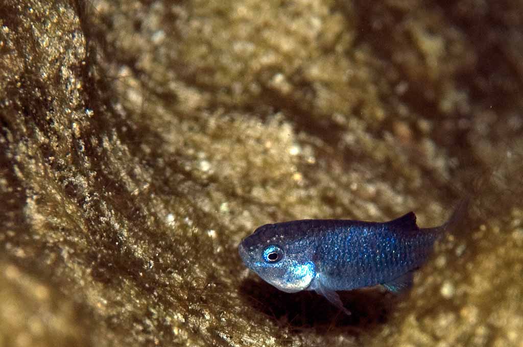 Kako je riba Devil's Hole Pupfish preživjela ledeno doba? Tajna najmanje ribe na svijetu Kako je riba Devil's Hole Pupfish preživjela ledeno doba? Tajna najmanje ribe na svijetu