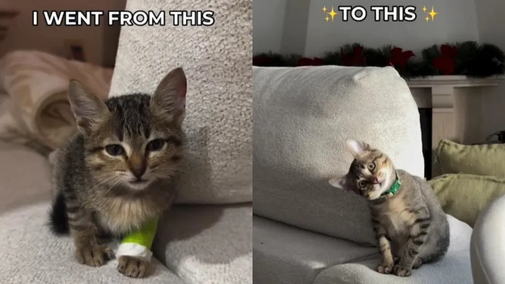 Video transformacije mačke postao viralan i razlog će vas oduševiti (VIDEO)