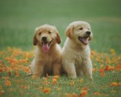 Adorable golden retriever puppies sitting in a field of flowers, enjoying a sunny day.