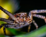 A detailed macro image capturing a spider on a leaf, showcasing its intricate features.