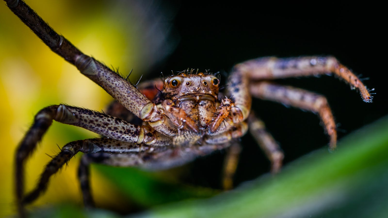 A detailed macro image capturing a spider on a leaf, showcasing its intricate features.
