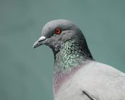 Detailed close-up of a rock pigeon in India, showcasing its vibrant feathers and striking eye.