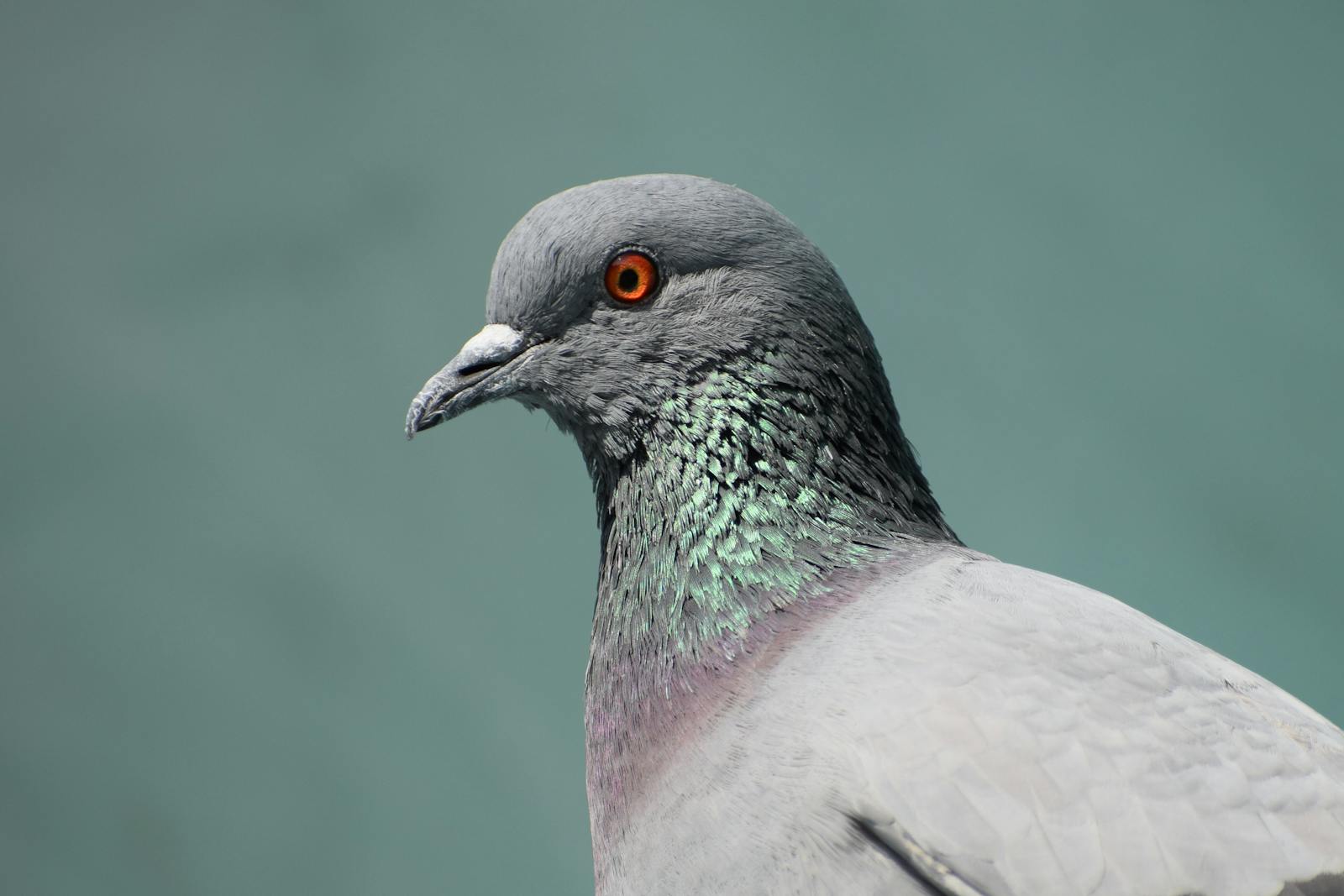 Detailed close-up of a rock pigeon in India, showcasing its vibrant feathers and striking eye.