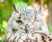 Detailed close-up of a Eurasian Eagle Owl winking, showcasing its feathers and vivid eye.