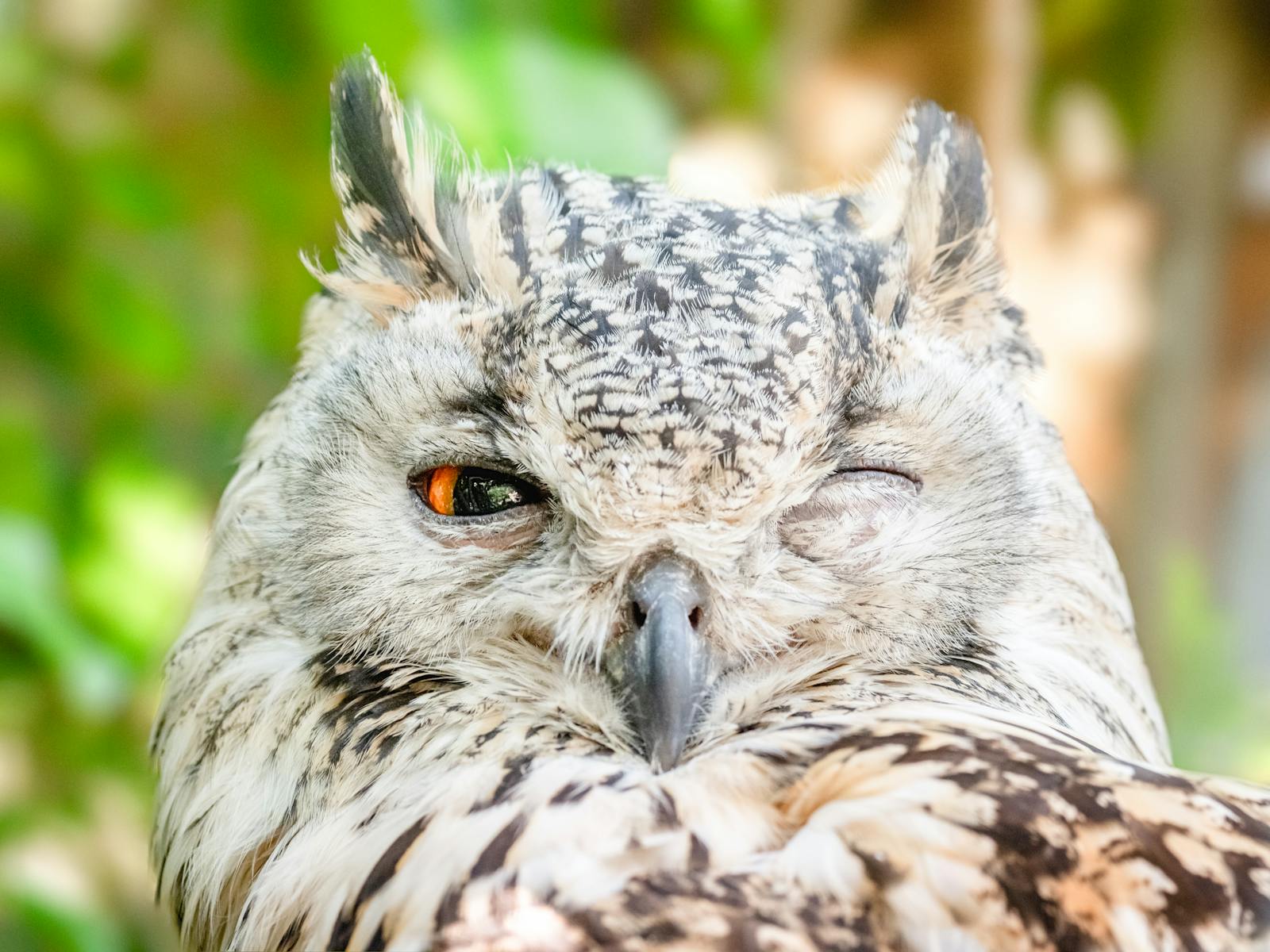 Detailed close-up of a Eurasian Eagle Owl winking, showcasing its feathers and vivid eye.