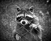 A curious raccoon peers through a wire fence in this striking black and white photograph.