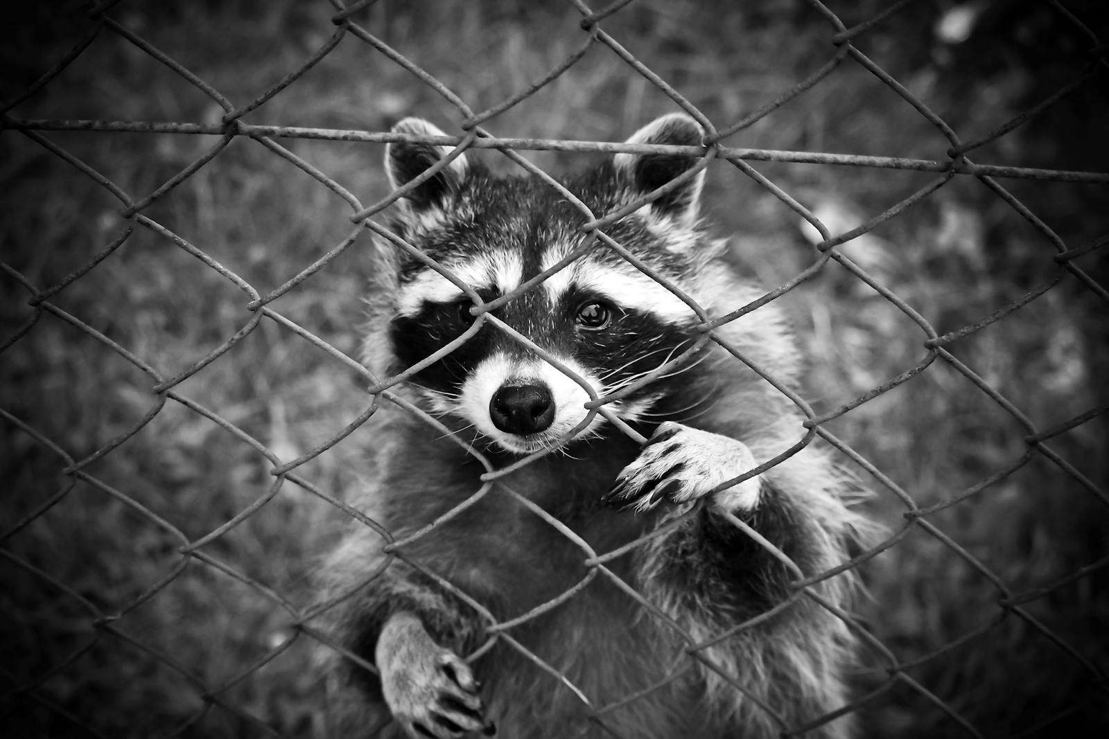 A curious raccoon peers through a wire fence in this striking black and white photograph.