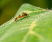 Detailed macro photo of an ant on a vibrant green leaf, showcasing nature's tiny details.