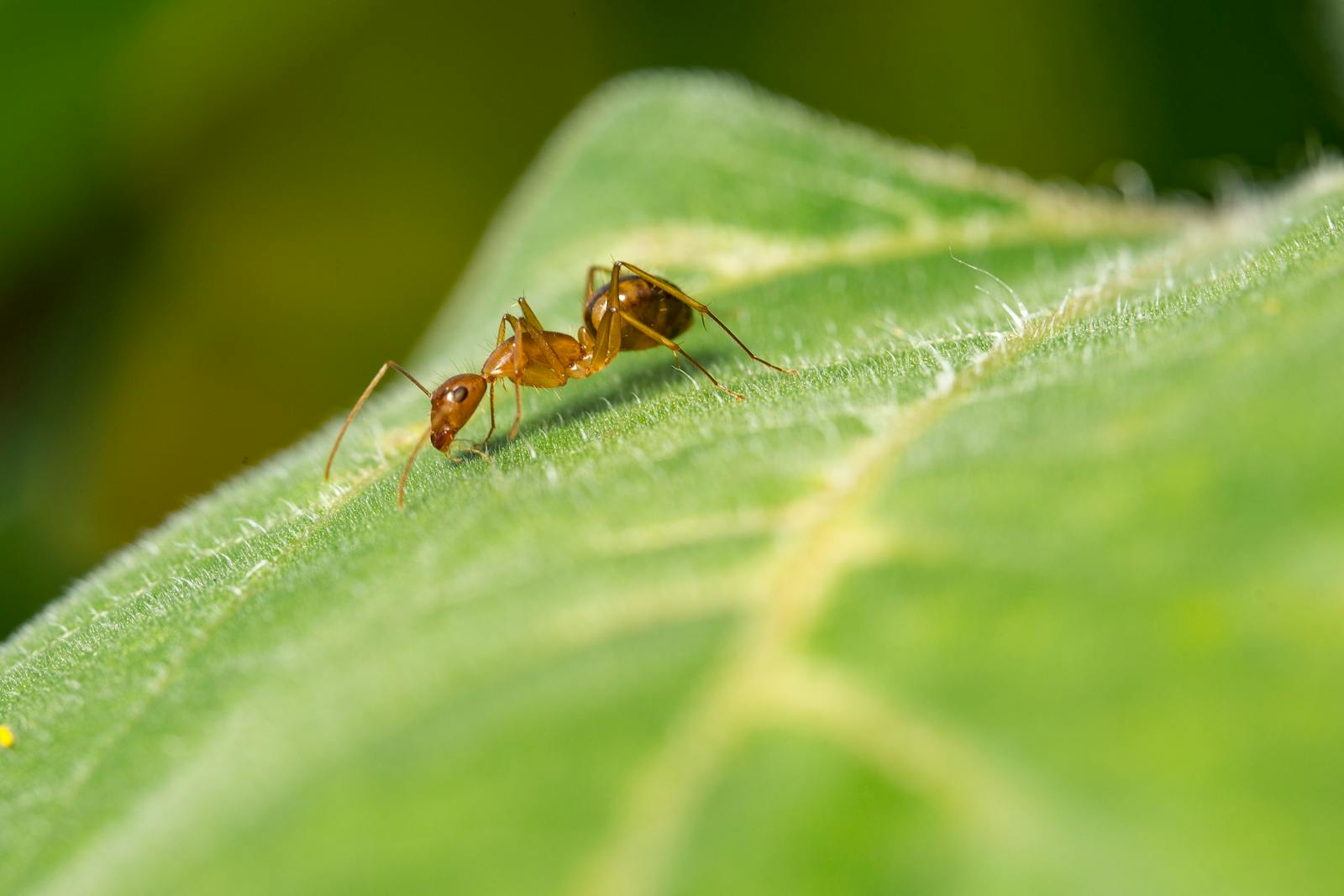 Detailed macro photo of an ant on a vibrant green leaf, showcasing nature's tiny details.