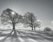 A tranquil winter scene with snow-covered fields and bare trees in Oberried, Germany.