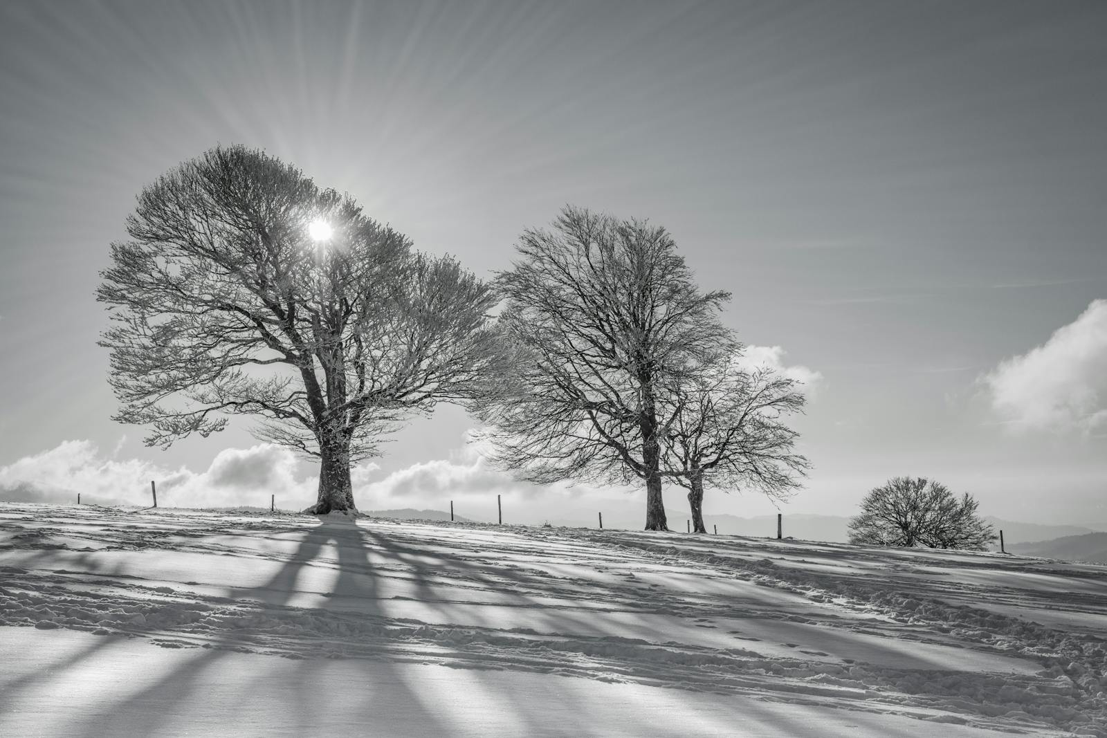 A tranquil winter scene with snow-covered fields and bare trees in Oberried, Germany.