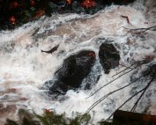A salmon leaps through wild rapids amidst autumn foliage in a forest stream.