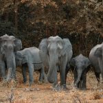 Američki milioner i lovac ubijen u Gabonu: Krdo slonova pregazilo Ernieja Dosija dok je lovio antilope