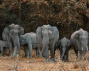 A herd of African elephants walking through a forest, showcasing their majestic presence in nature.