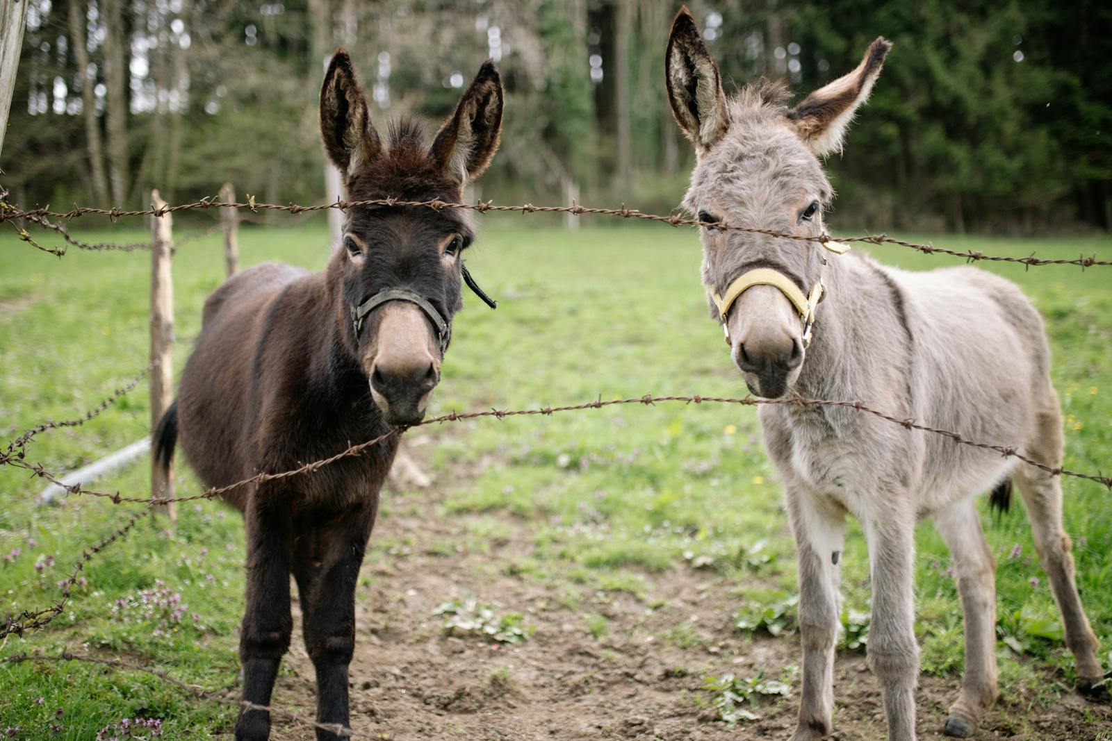 Kako je Donkeys’ Glory postavio svjetski rekord u vuči tereta?