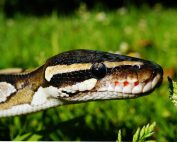 Macro shot of a ball python in grassy field highlighting snake scales and features.