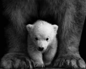 Black and white portrait of a polar bear cub sheltered between its mother's paws.