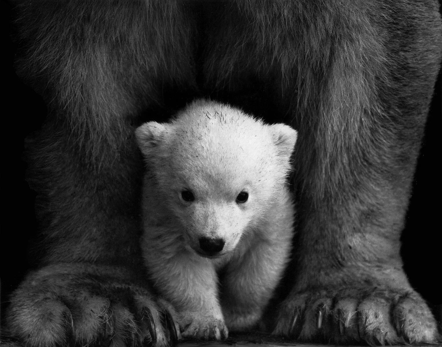 Black and white portrait of a polar bear cub sheltered between its mother's paws.