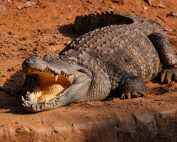 A large Nile crocodile basking in the sun on sandy ground showing its sharp teeth.