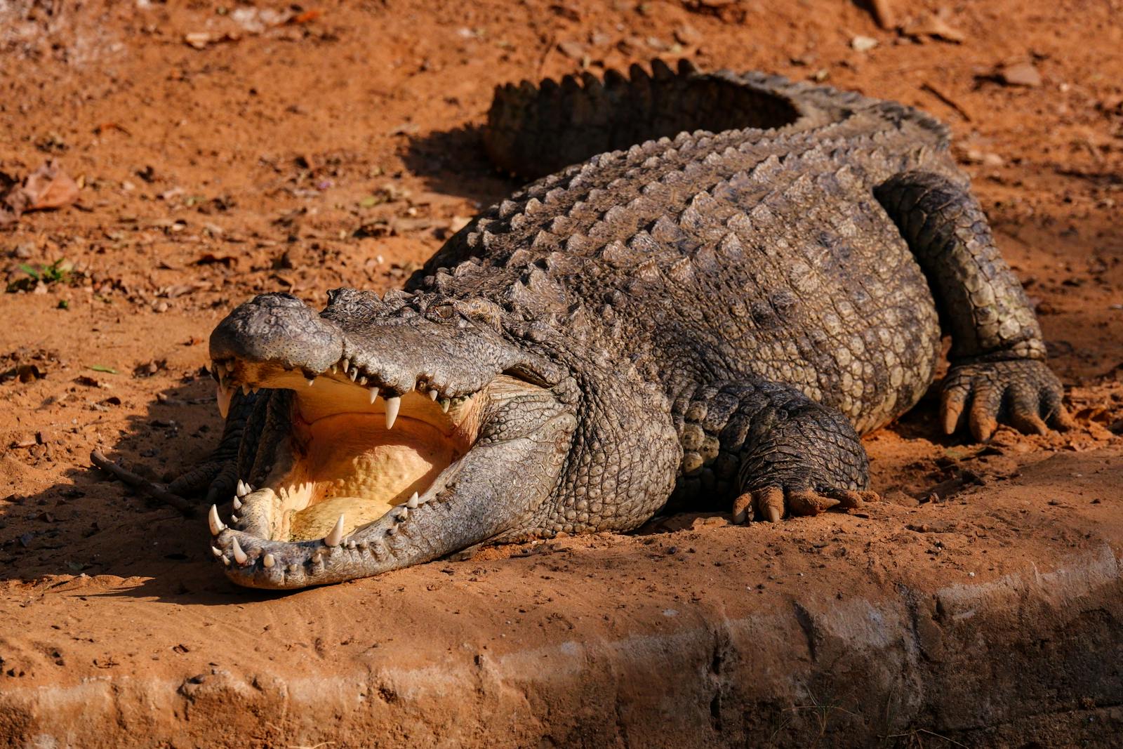 A large Nile crocodile basking in the sun on sandy ground showing its sharp teeth.