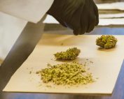 Close-up of cannabis buds being prepared with care on lab paper.