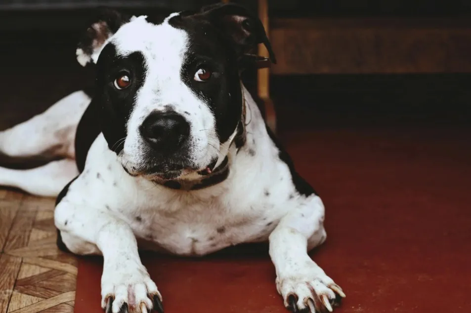 Grčka: Pitbul usmrtio dvogodišnjaka, roditelji uhapšeni Grčka: Pitbul usmrtio dvogodišnjaka, roditelji uhapšeni